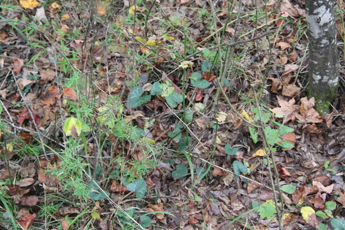 Image of Asarum lewisii by (c) Ashwin Srinivasan, some rights reserved (CC BY)
