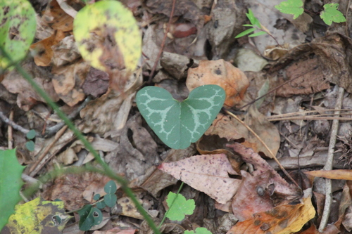 Image of Asarum lewisii by (c) Ashwin Srinivasan, some rights reserved (CC BY)