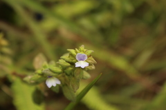 Achetaria bicolor