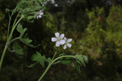 Geranium seemannii