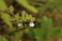 Achetaria bicolor