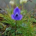 Aconitum fletcherianum - Photo (c) Kripaljyoti Mazumdar, some rights reserved (CC BY-NC), uploaded by Kripaljyoti Mazumdar