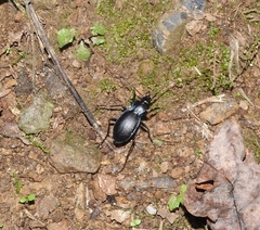 Carabus amplipennis