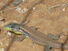 Phoenicolacerta laevis