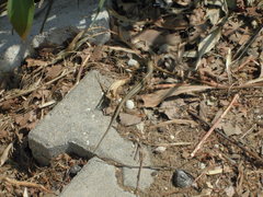Heremites vittatus