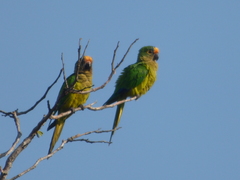 Eupsittula aurea