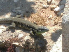 Phoenicolacerta laevis