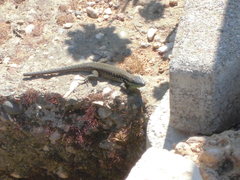 Phoenicolacerta laevis