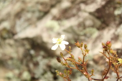 Chaetogastra ciliaris