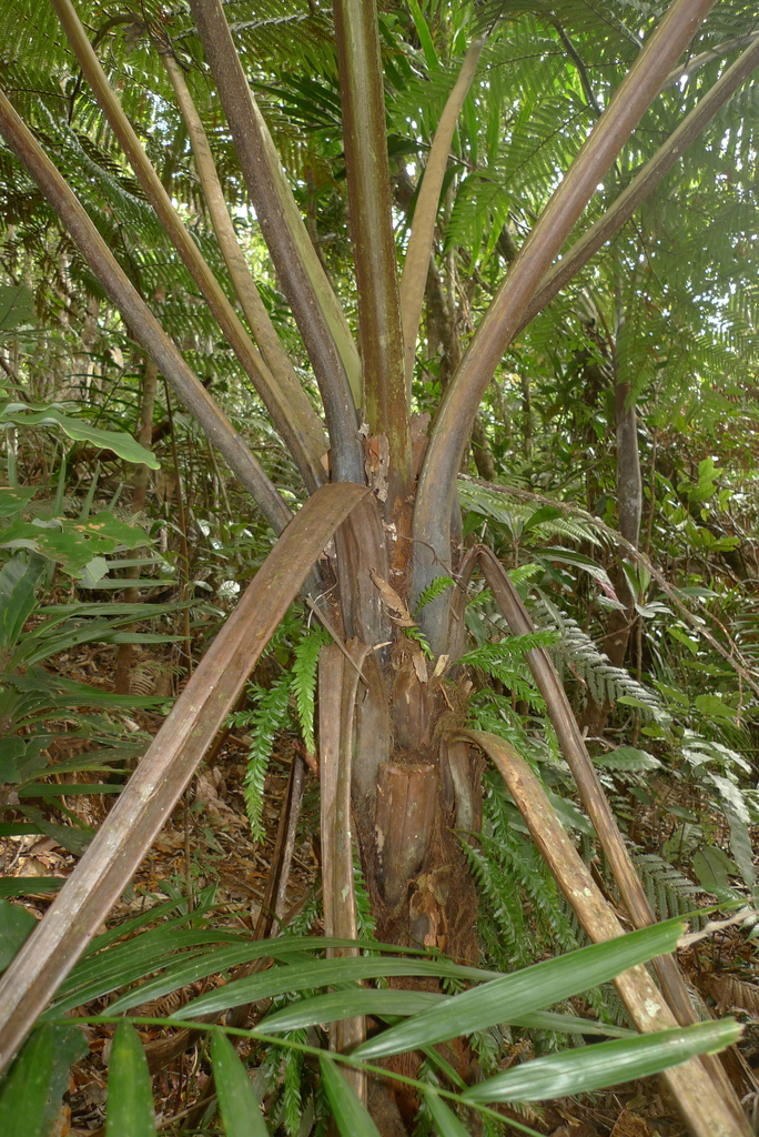 Dicksonia perriei