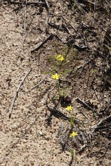 Pauridia gracilipes gracilipes