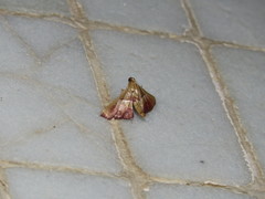 Endotricha repandalis