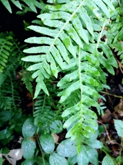 Polypodium × mantoniae
