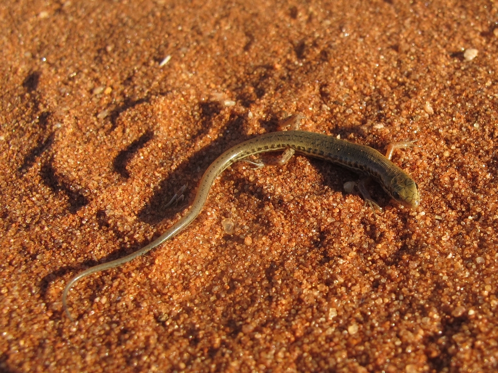 Soil-crevice Skinks