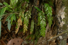 Tmesipteris lanceolata