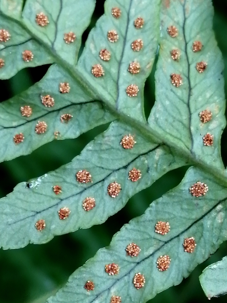 Manton's Polypody