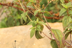 Chaetogastra ciliaris