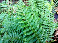 Polypodium × mantoniae