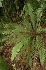 Blechnum lenormandii