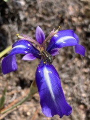 Herbertia pulchella
