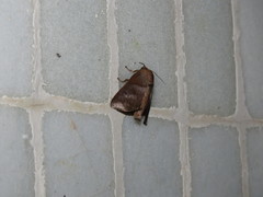 Griseothosea fasciata