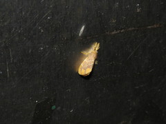 Orvasca subnotata