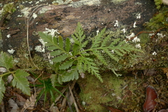 Davallia repens