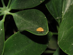 Paralithosia shaowuica