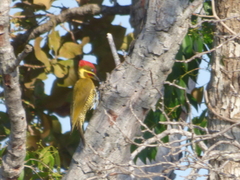 Piculus chrysochloros