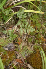 Davallia repens