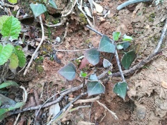 Senecio macroglossus