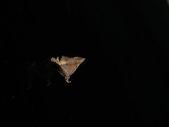 Throana pectinifer