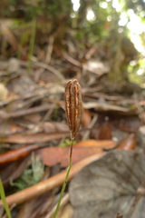 Actinostachys intermedia