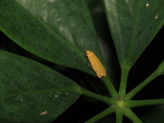 Danielithosia immaculata