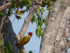 Piculus chrysochloros