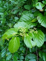 Cissus verticillata