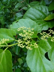 Cissus verticillata