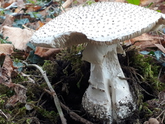Amanita echinocephala