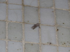 Polyphagozerra coffeae