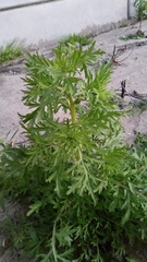 Lepidium bonariense