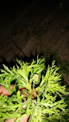 Lepidium bonariense