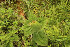 Miconia domociliata