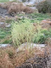 Atriplex littoralis