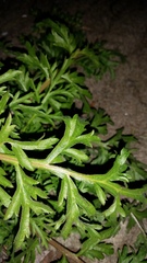 Lepidium bonariense