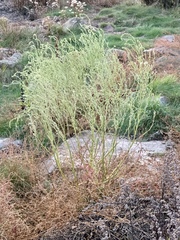 Atriplex littoralis