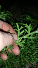 Lepidium bonariense