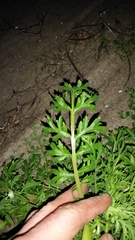 Lepidium bonariense