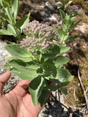 Grazielia brevipetiolata