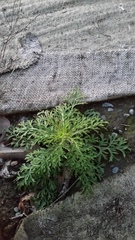 Lepidium bonariense