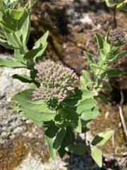 Grazielia brevipetiolata